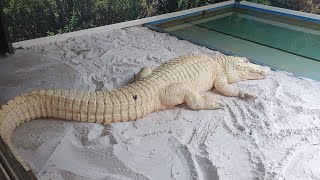 Gatorland Orlando Aug 2024 [upl. by Ellebyam170]