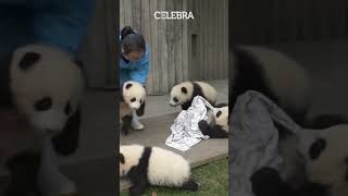 RevistaCelebra  Descubre el mundo de los cuidadores de pandas en China [upl. by Jason]