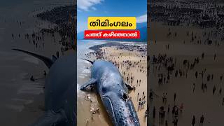 നീല തിമിംഗലം ചത്ത്‌ കഴിഞ്ഞാൽ bluewhalefacts malayalam shorts [upl. by Domonic207]