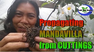 PROPAGATING MANDEVILLA FROM CUTTINGS  FAST and EASY [upl. by Assyn]