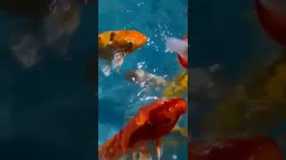 Coxs Bazar aquarium fish world [upl. by Eckmann]