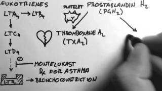 Arachidonic Acid amp Eicosanoids [upl. by Aerona]