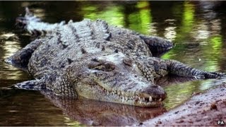 Crocodile traps NZ man on Australian island for two weeks [upl. by Botsford568]