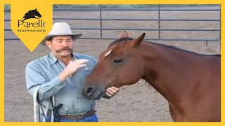 Parelli Natural Horse Training Tip Approaching a Horse in a Corral [upl. by Rosen263]