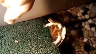 vidéo gag dune tortue [upl. by Nazay545]