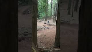 Local flow trail mtb flow fun [upl. by Bruckner588]