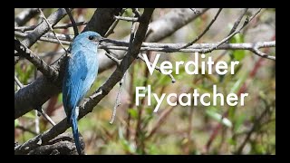 Verditer Flycatcher [upl. by Kellyn]