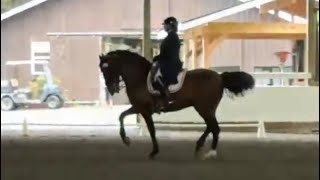 Numerario Del Rio schooling at Whidbey Show [upl. by Joao]