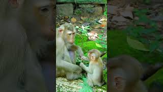 Adorable Julina Baby Monkey Feels Alone monkey cuteanimals cute [upl. by Zachariah]