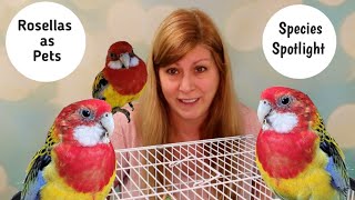 Rosellas as Pets Species Spotlight [upl. by Ennovihs]