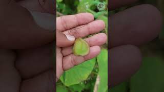 रानभाजी कपाळ फोडी  Ranbhaji Kapalfodi  Cardiospermum halicacabum  Balloon vine health [upl. by Akirret]