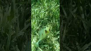 Latest video boxfish what animal will be next fish snorkel snorkeling swimming animals beach [upl. by Arly]