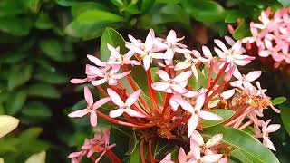 Ixora chinensis plant and its flowers [upl. by Naryb]