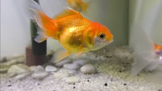 Mini Aquarium Mas Koki Oranda Kecil [upl. by Krisha]