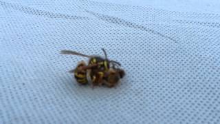 Wasp cuts bee in half [upl. by Lingwood]