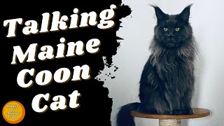 Talking Cat  Blue Maine Coon [upl. by Luapsemaj]