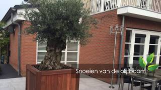 Het snoeien van de olijfboom  OlijfboomSpecialistnl  Mediterrane bomen vertrouwd dichtbij [upl. by Atok]