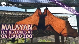 Malayan Flying Foxes [upl. by Ynamreg]