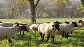 À la rencontre de Thomas un éleveur dagneaux bio en Bretagne [upl. by Leigh]