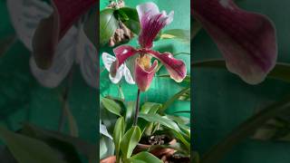 🌱💘My Paphiopedilums 💘💫 orchid orchids paphiopedilum plants flower flowers love green [upl. by Eirelav]