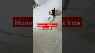 Mumma Se Fight Krta Mylo😂 shorts ytshortsindia viralvideo beaglepuppy trending mylo petsvlog [upl. by Michaele414]