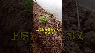 什么是韭菜跳根。韭菜 韭菜种植 种韭菜 怎么种植韭菜 韭菜种植方法 [upl. by Lledniuq839]