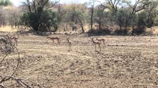 Botswana  Gaborone Mokolodi Nature Reserve HD [upl. by Arinay]