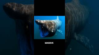 The Basking shark [upl. by Alene]