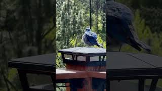 Blue Bird Hilarious Look After Preening 😂🤣shorts ytshorts bird preening satisfying [upl. by Ahsikal]