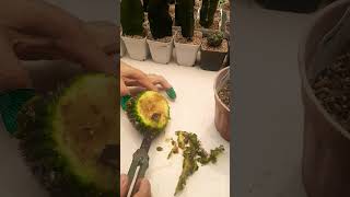 How to save Rotting Cactus  Succulent plant succulents plants cactus propagation homegarden [upl. by Elreath]