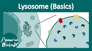 Lysosome structure and function  Lysosomal function  Lysosomal enzymes  cell bio [upl. by Yelrac90]