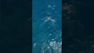 Orca  Killer Whale Takes Out Giant Great White Shark  plus slow motion  Amazing [upl. by Nurse]