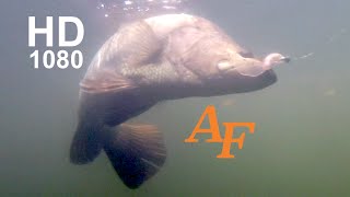 Jungle Fishing Video Barramundi Tagged fish Andyfishing EP149 [upl. by Suinuj505]