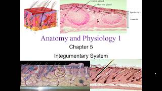 Chapter 5 Integumentary System [upl. by Edholm]