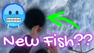 Can I FINALLY Catch This Mysterious Fish Tip Up Fishing in Below Zero Temps [upl. by Crisey]