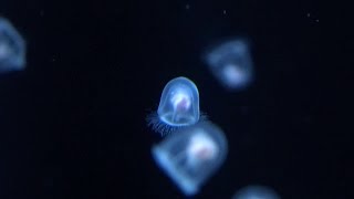 「加茂水族館のクラネタリウム」鶴岡市 [upl. by Einohpets19]