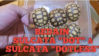 BEDAIN SULCATA quotDOTquot amp SULCATA quotDOTLESSquot [upl. by Redep]