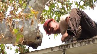 Corrective Cuts for Roof Clearance California Sycamore  Prune Like a Pro [upl. by Anurag]