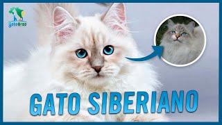 Siberiano Descubra o Felino Russo [upl. by Nevram]