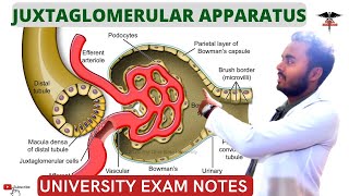 Juxtaglomerular Apparatus Physiology  Structure and Function of JG Apparatus [upl. by Siari567]