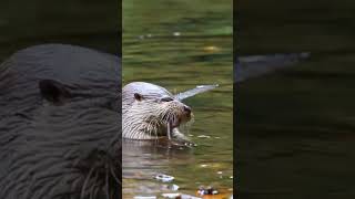 River Otters The Playful Aquatic Acrobats [upl. by Alodie]