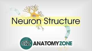 Neuron Structure  Neuroanatomy Basics  Anatomy Tutorial [upl. by Adamsun689]