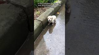 A puppy was rescued from the road while raining and them🥰❤️ subscribe share viralshorts views [upl. by Swerdna]