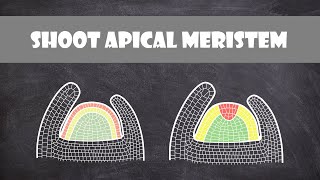 Shoot Apical Meristem Structure  Plant Biology [upl. by Nasaj]