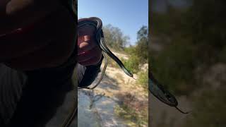 Red stripe ribbon snake harmless to humans and very common in Texas  zoospore trapdoorspider [upl. by Alehtse]