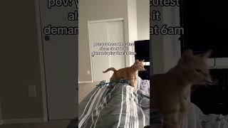 Best alarm clock ⏰️ 🐱 kitten catlover cat funny kitty shorts short views viral fyp meow [upl. by Zonnya]