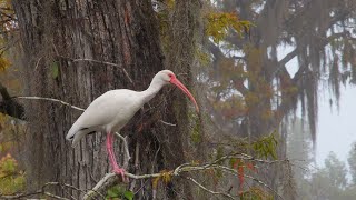 Wakulla Springs State Park  Late October [upl. by Aldora]