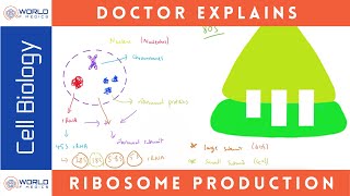 Production of Ribosomes  Cell Biology [upl. by Amity845]