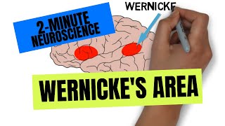 2Minute Neuroscience Wernickes Area [upl. by Retnyw]