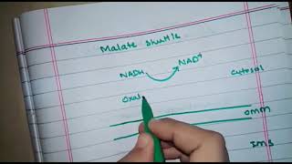 NADH shuttle mechanisms glycerophosphate and malate aspartate shuttle [upl. by Abbub597]